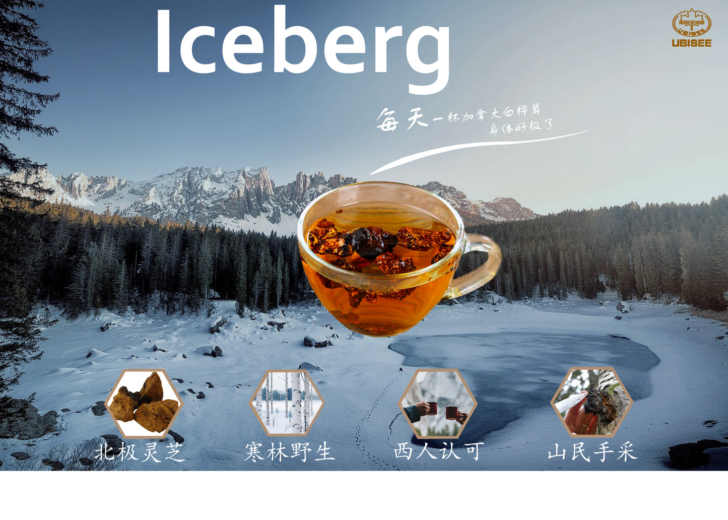 【北美当地配送，直邮全球】加拿大白桦茸西洋参（花旗参）茶包，9克一包（20包/盒）
